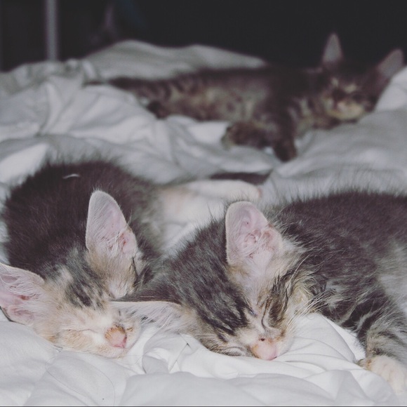 Meet the Posher 👋🏾✋🏾👋🏾✋🏾 - Picture 4 of 5